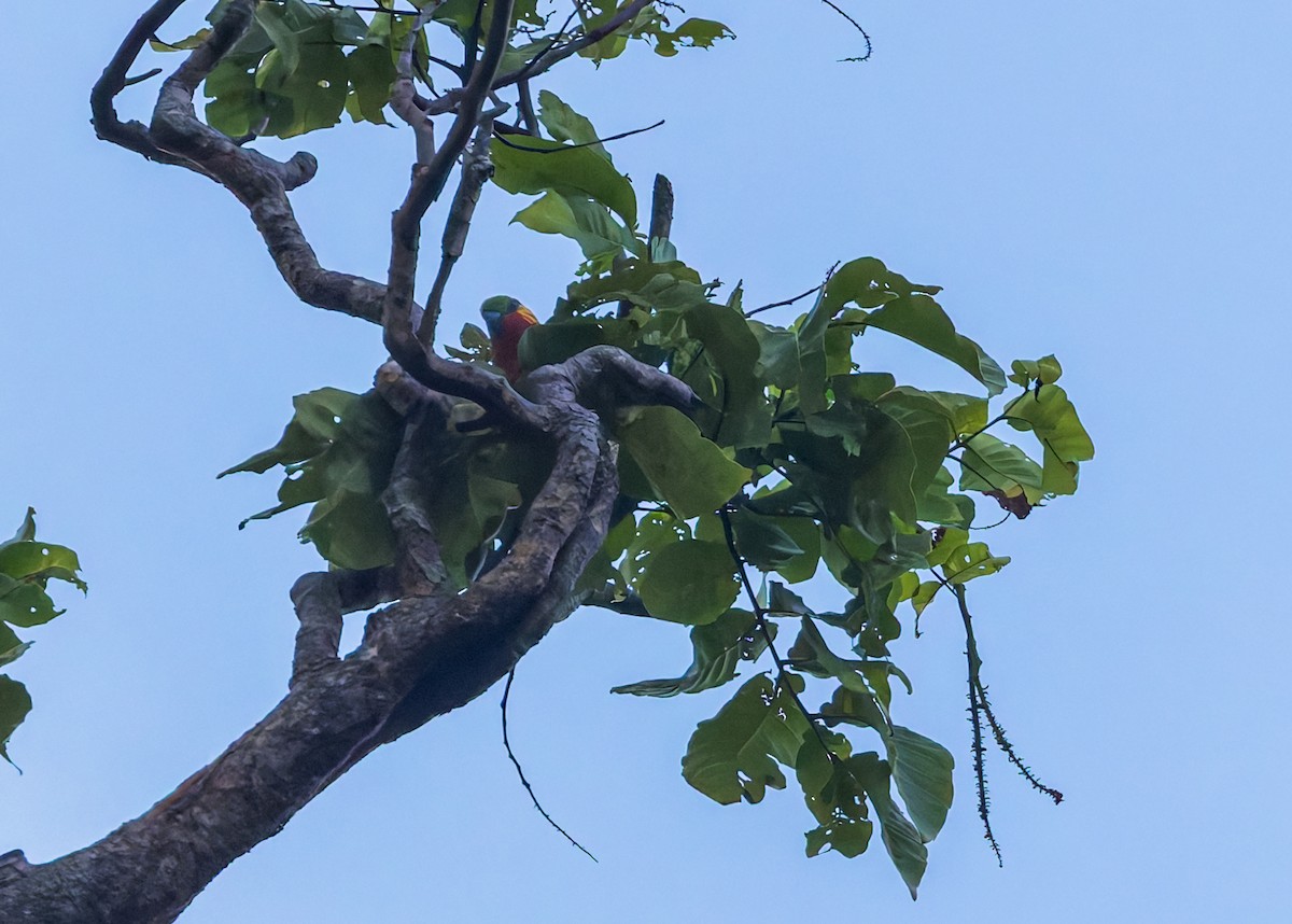 rødskjeggfikenpapitt - ML645491511