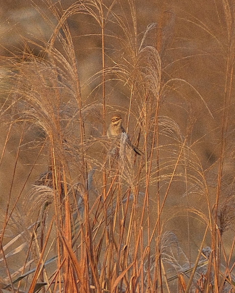 Pallas's Bunting - ML645491515