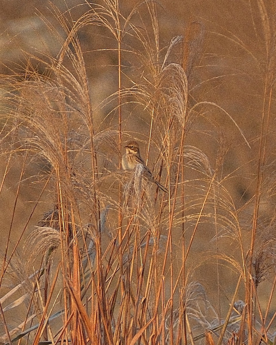 Pallas's Bunting - ML645491518