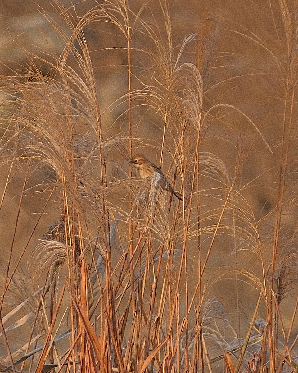 Pallas's Bunting - ML645491520