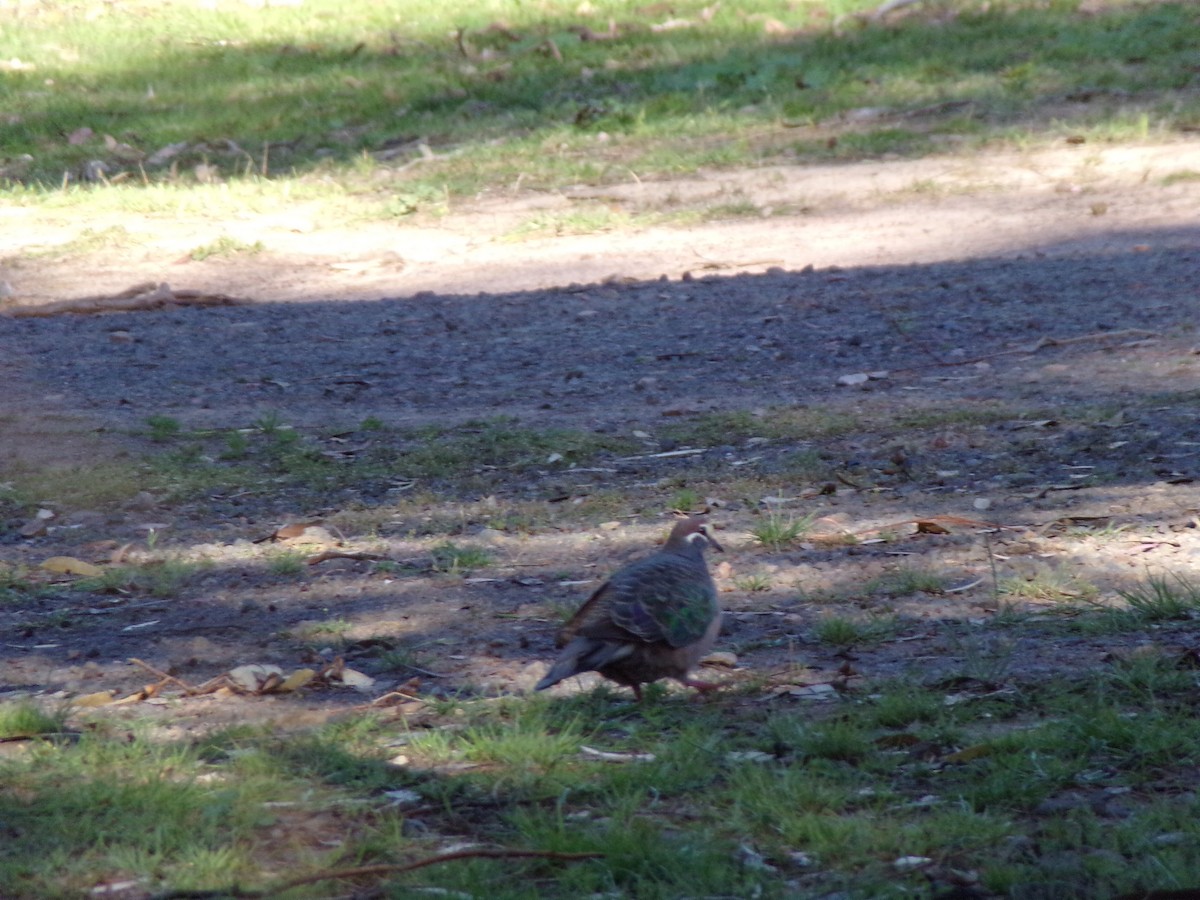 Common Bronzewing - ML645491529