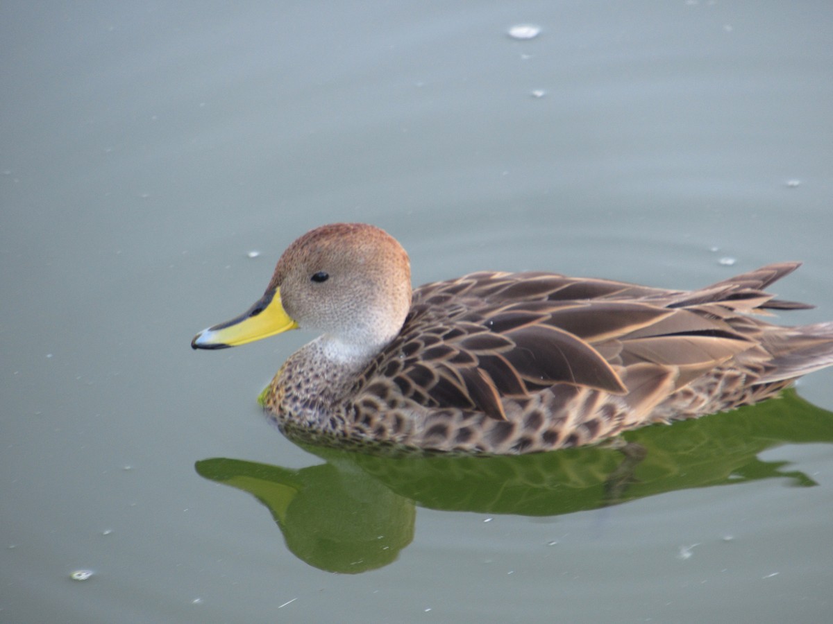 gulnebbstjertand - ML645491532