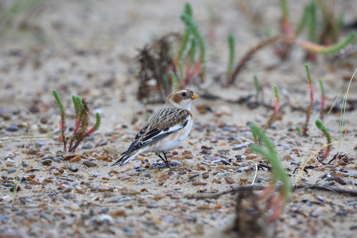 Snow Bunting - ML645491533