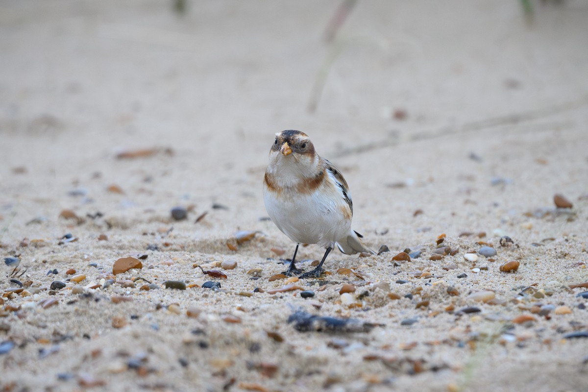 Snow Bunting - ML645491534