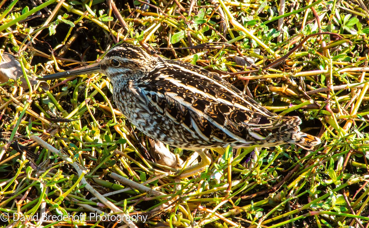 Wilson's Snipe - ML645491539