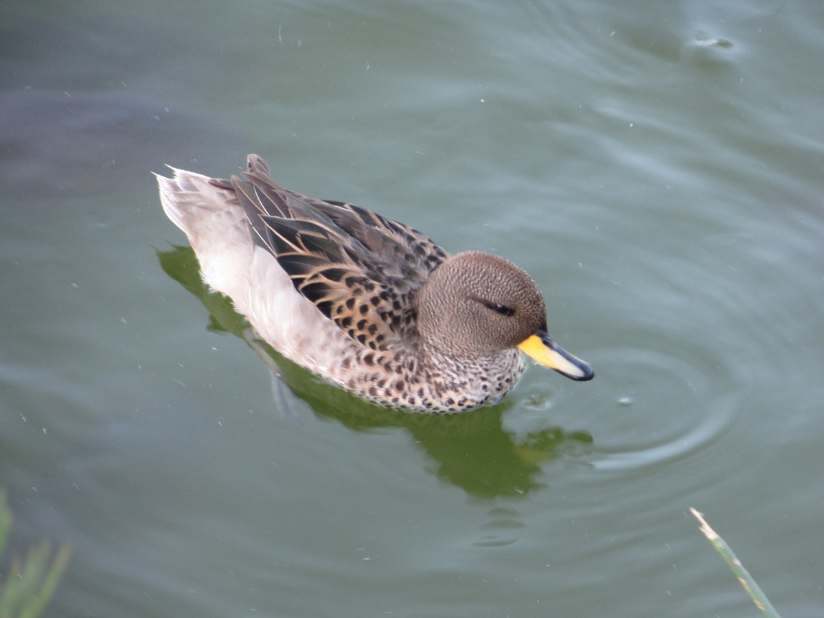 キバシコガモ - ML645491540