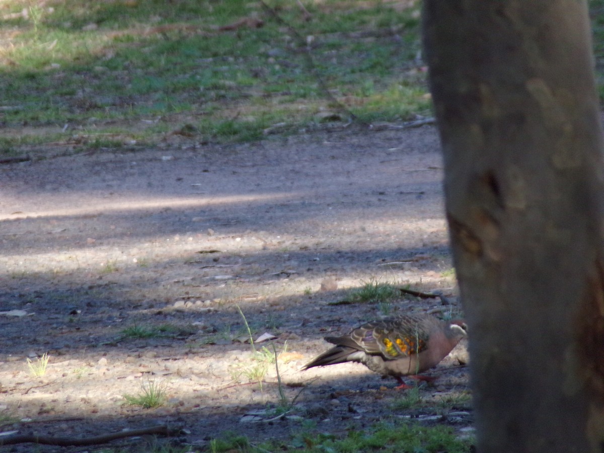 Common Bronzewing - ML645491552