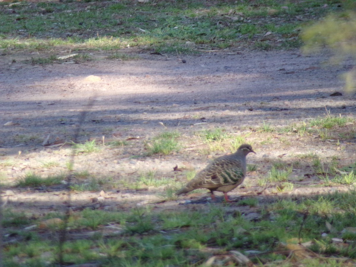 Common Bronzewing - ML645491553