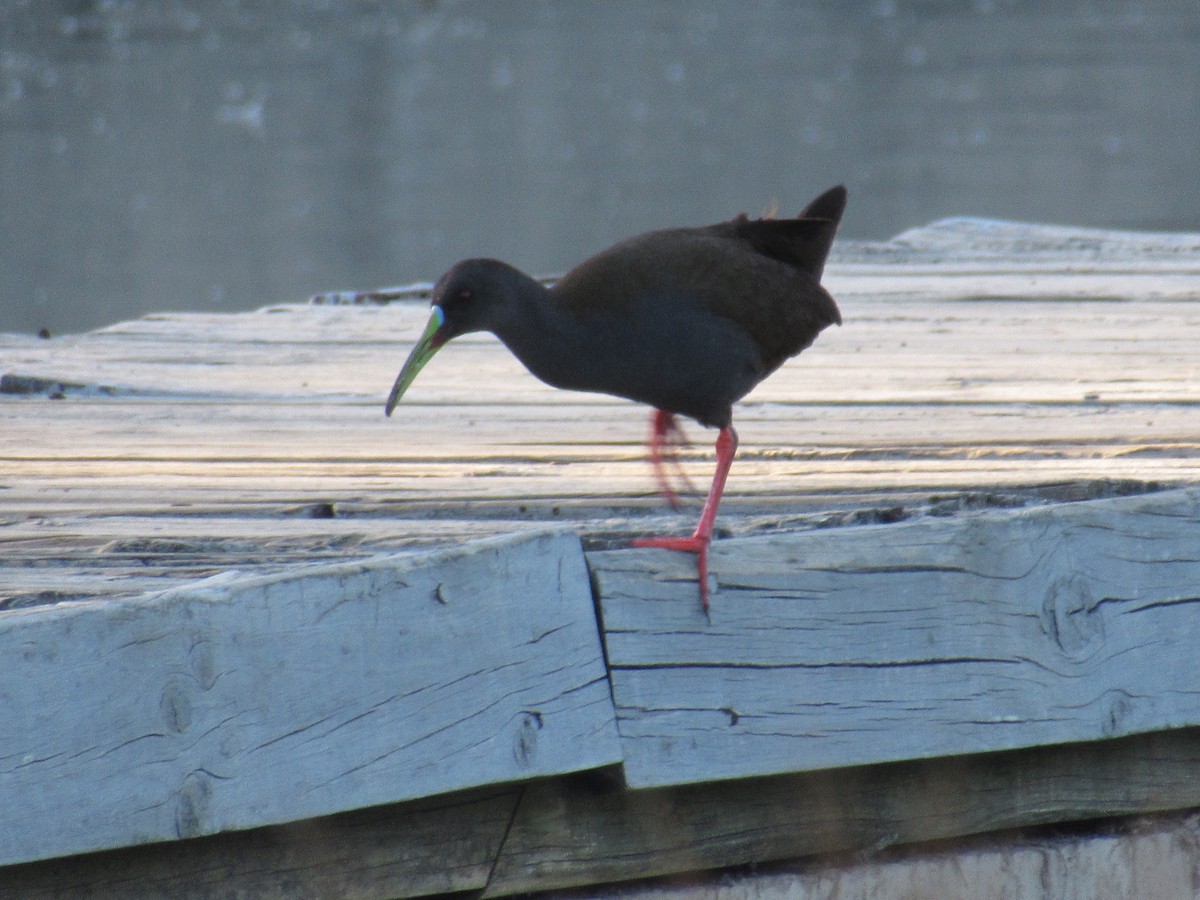 ハイイロクイナ - ML645491556