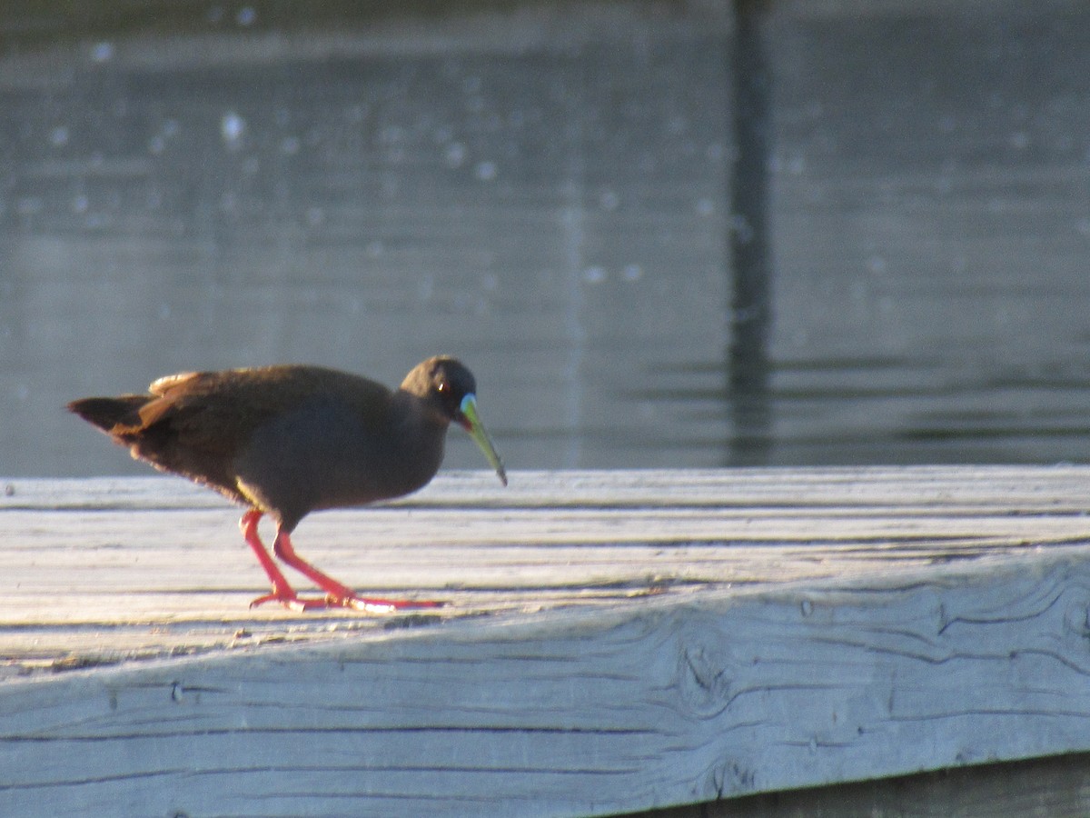 ハイイロクイナ - ML645491557