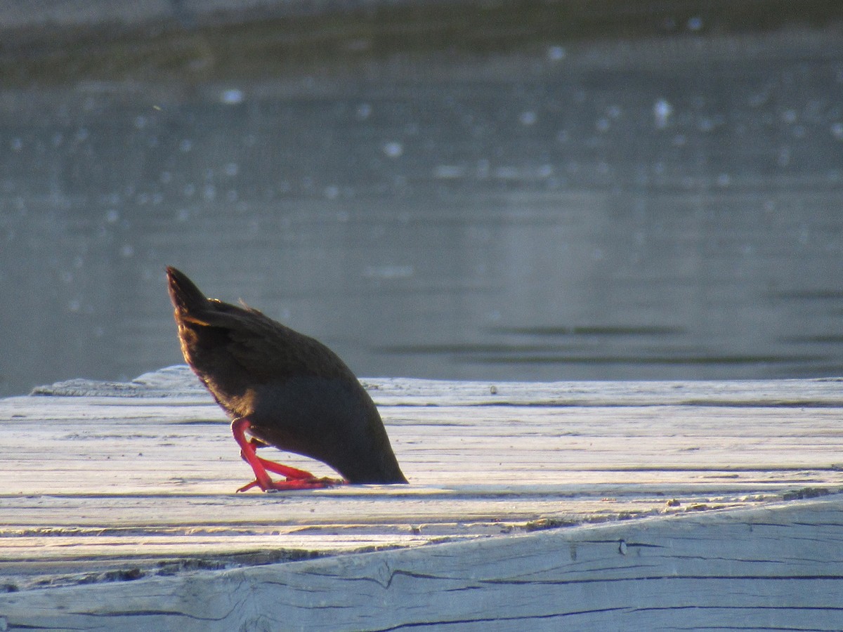 ハイイロクイナ - ML645491558