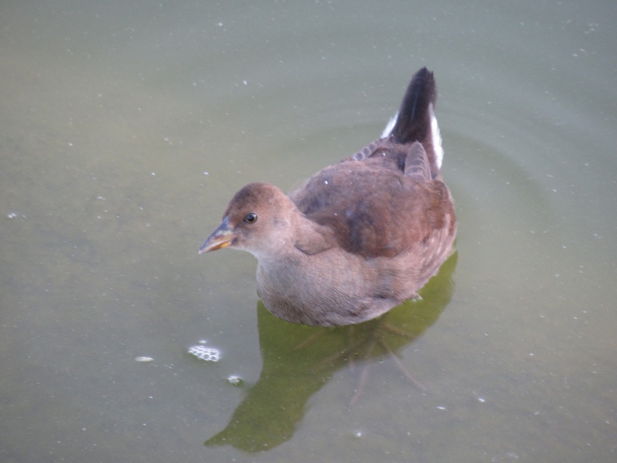 ワキジロバン - ML645491564