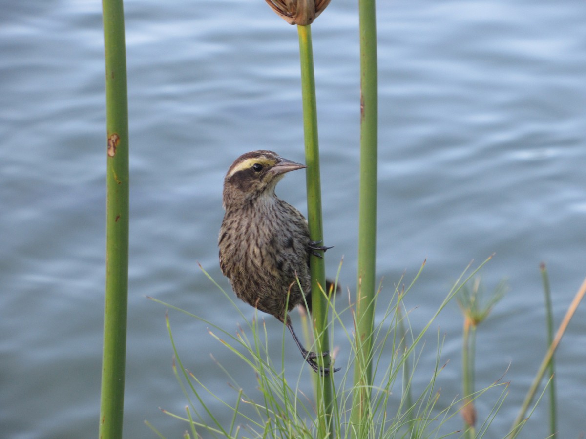 Yellow-winged Blackbird - ML645491569