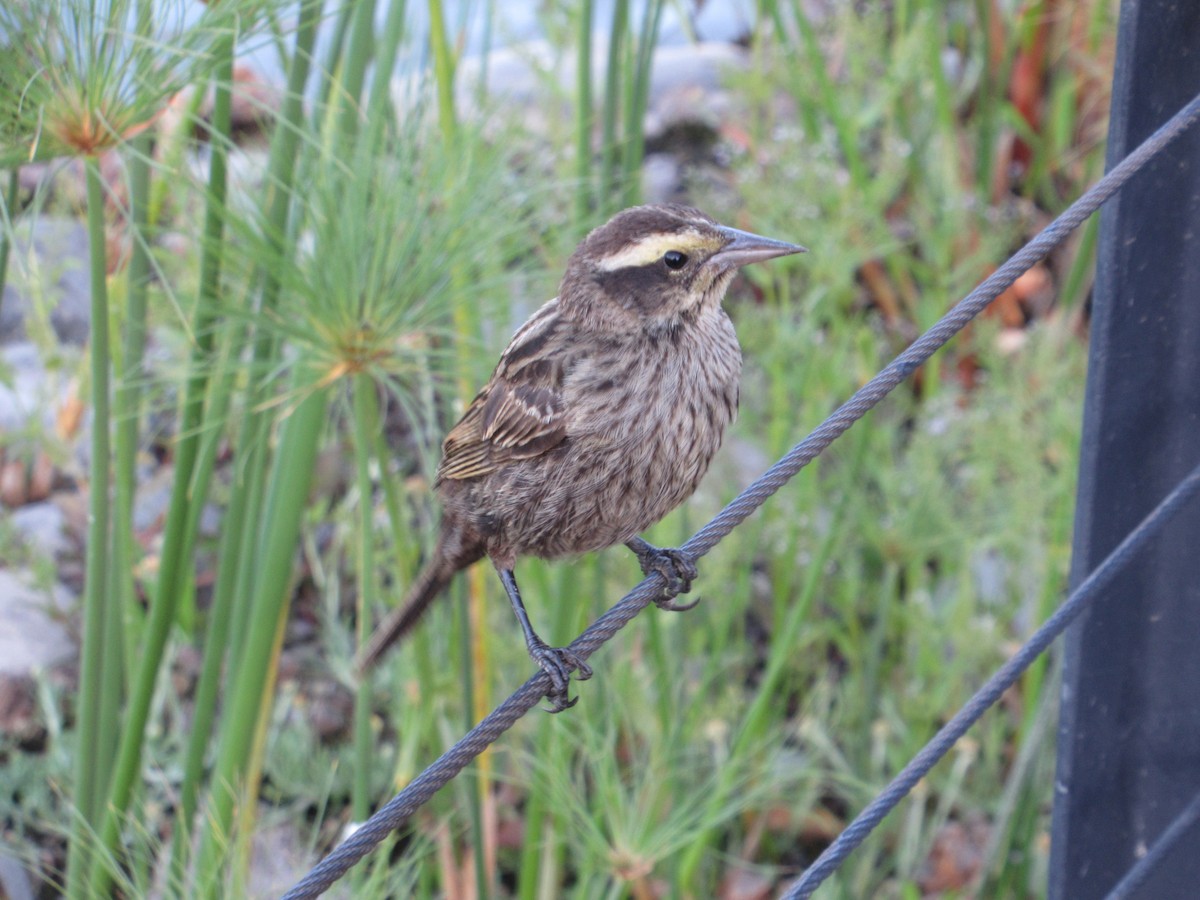 Yellow-winged Blackbird - ML645491570