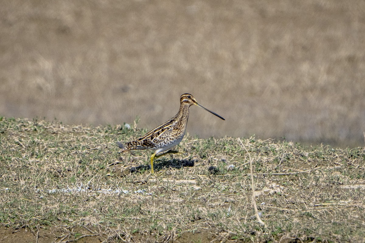 Common Snipe - ML645491581