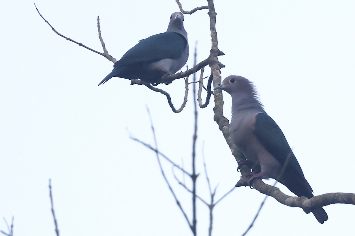 Green Imperial-Pigeon - ML645491583