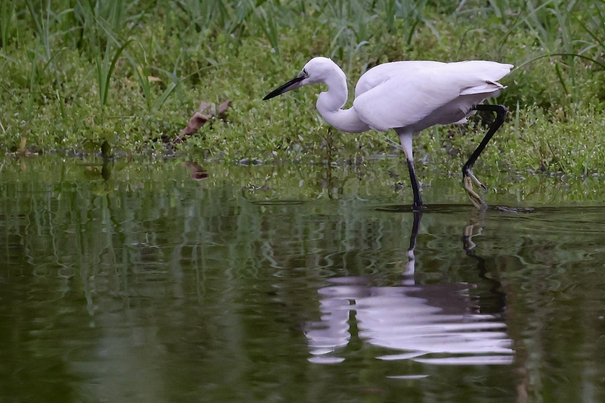 Little Egret - ML645491587
