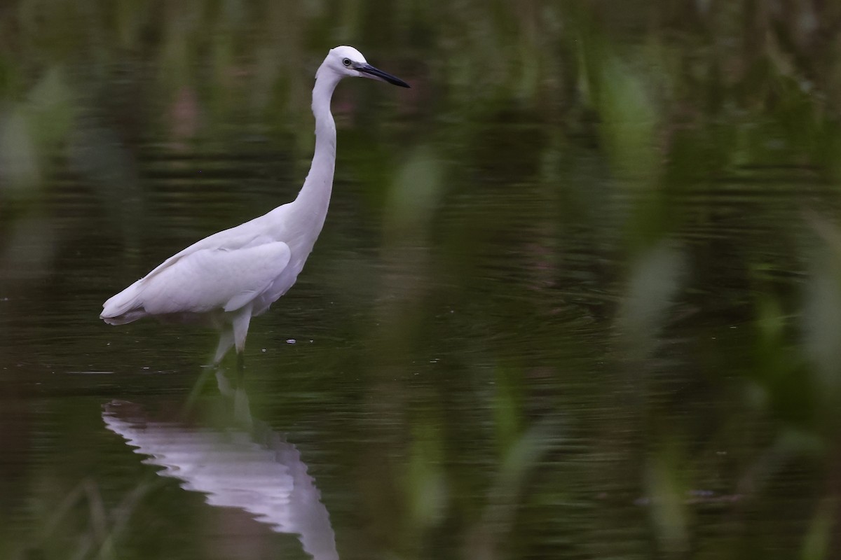 Little Egret - ML645491588