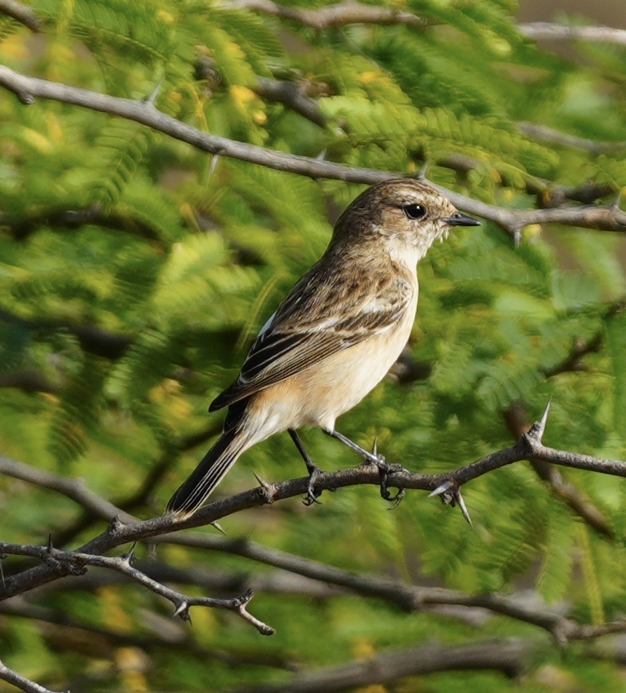 bramborníček sibiřský - ML645491592