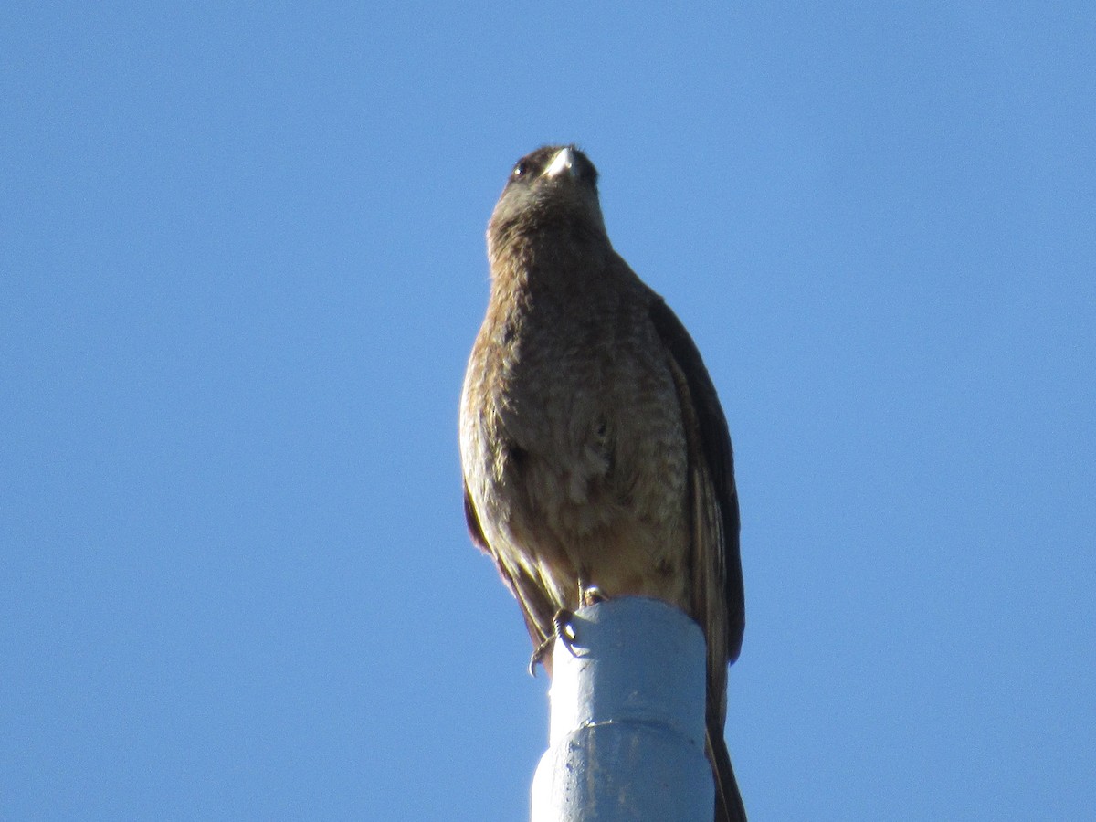 チマンゴカラカラ - ML645491597