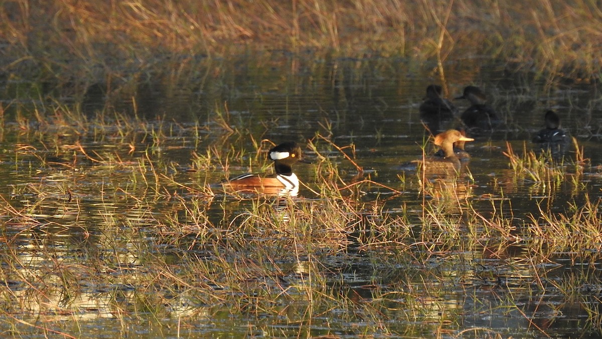 Hooded Merganser - ML645491606