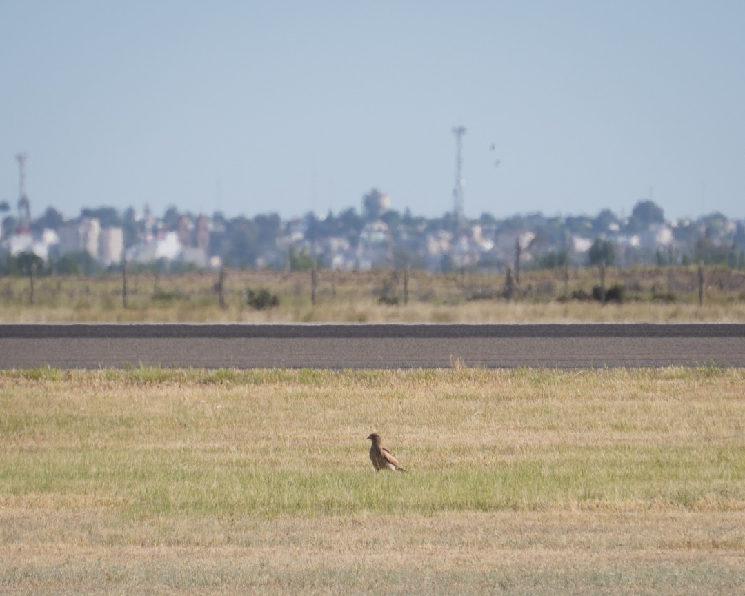 Chimango Caracara - ML645491611
