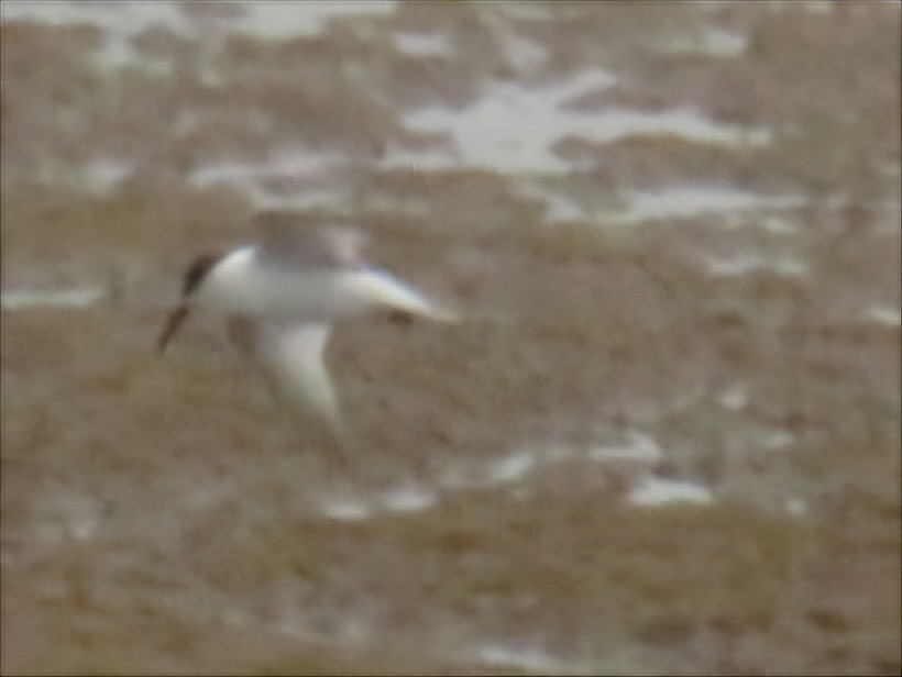 Little Tern - ML645491623