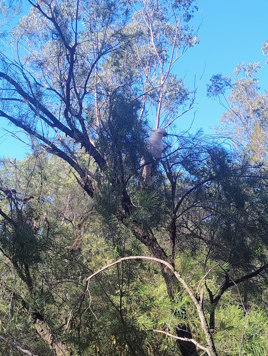 Sulphur-crested Cockatoo - ML645491629