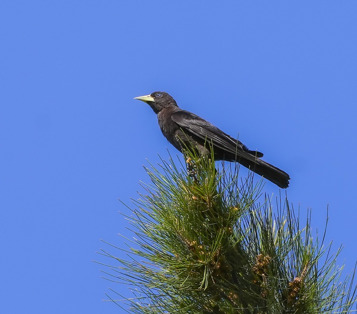 Red-rumped Cacique - ML645491630