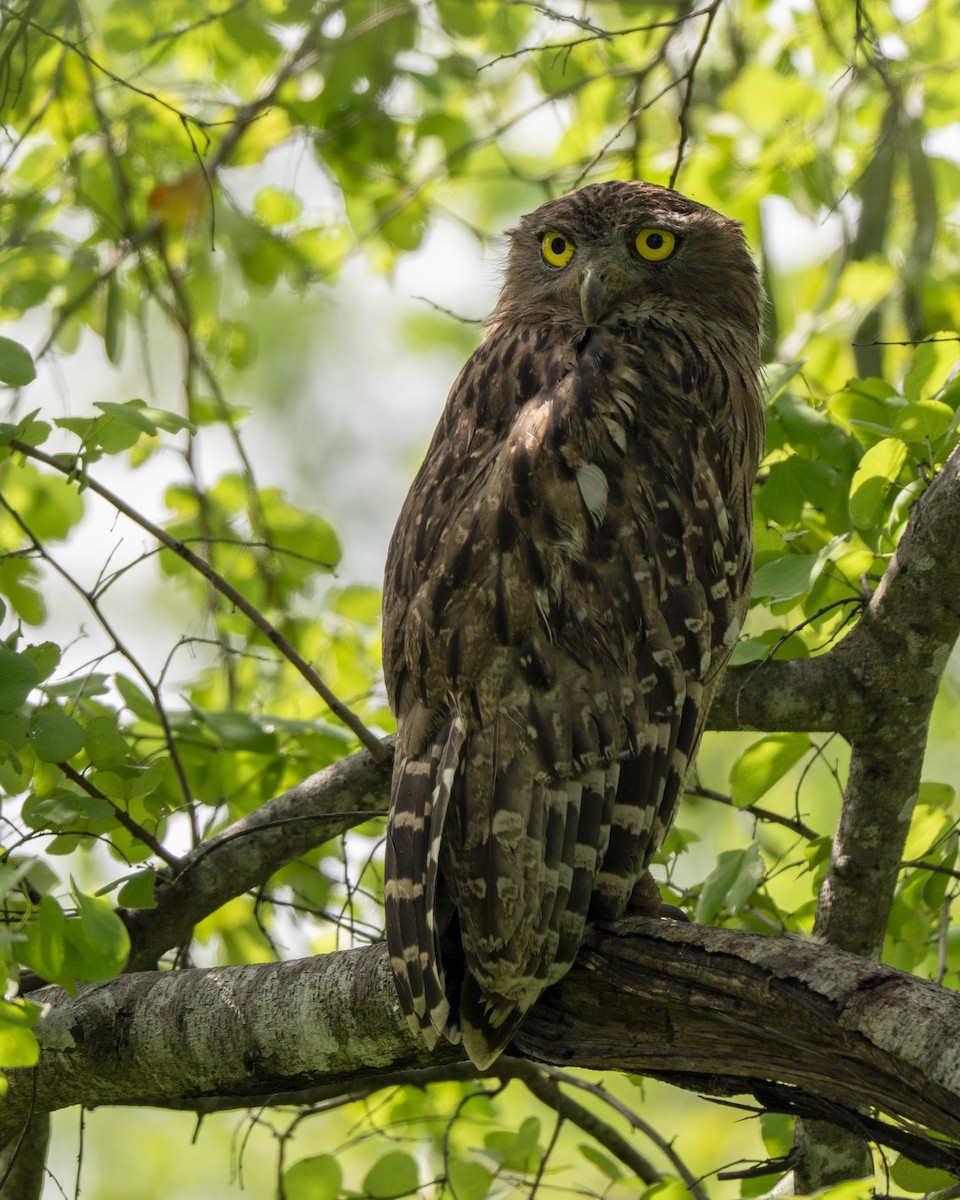 ミナミシマフクロウ - ML645491639