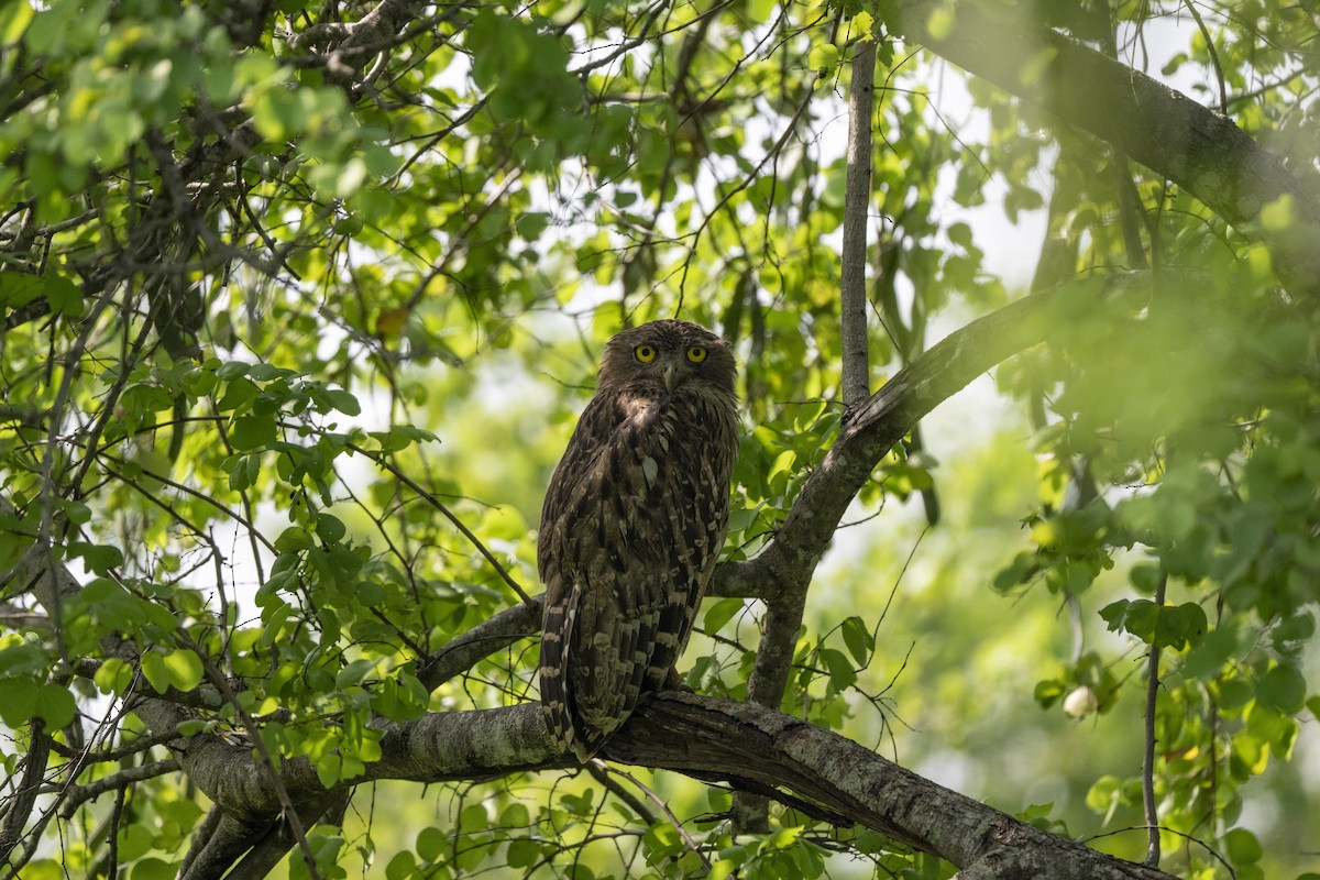 ミナミシマフクロウ - ML645491640