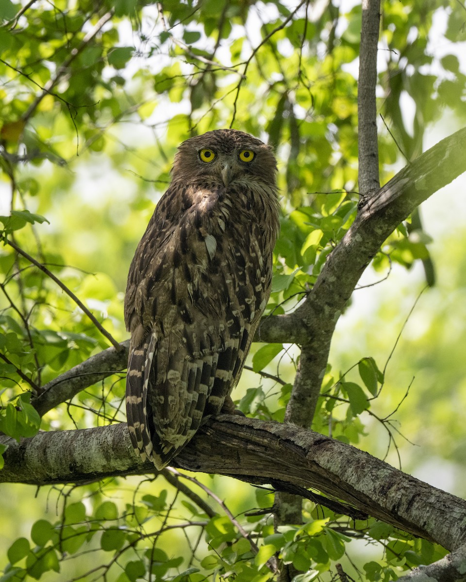 ミナミシマフクロウ - ML645491641