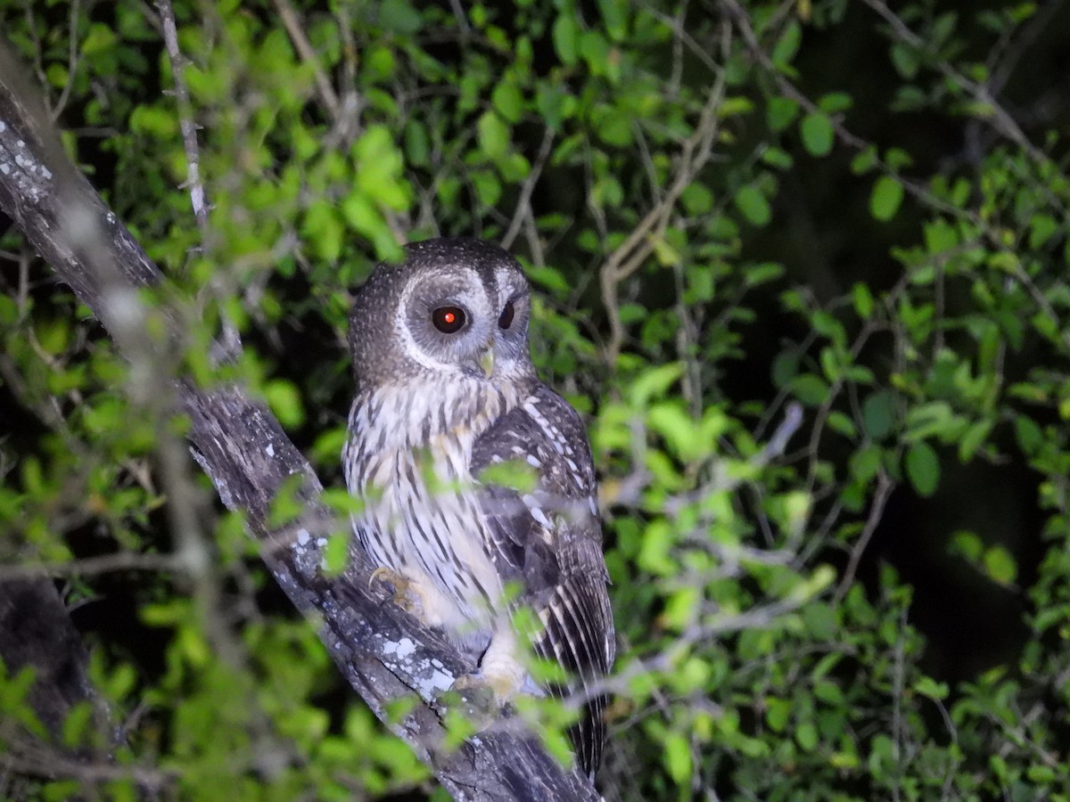 Mottled Owl - ML645491698