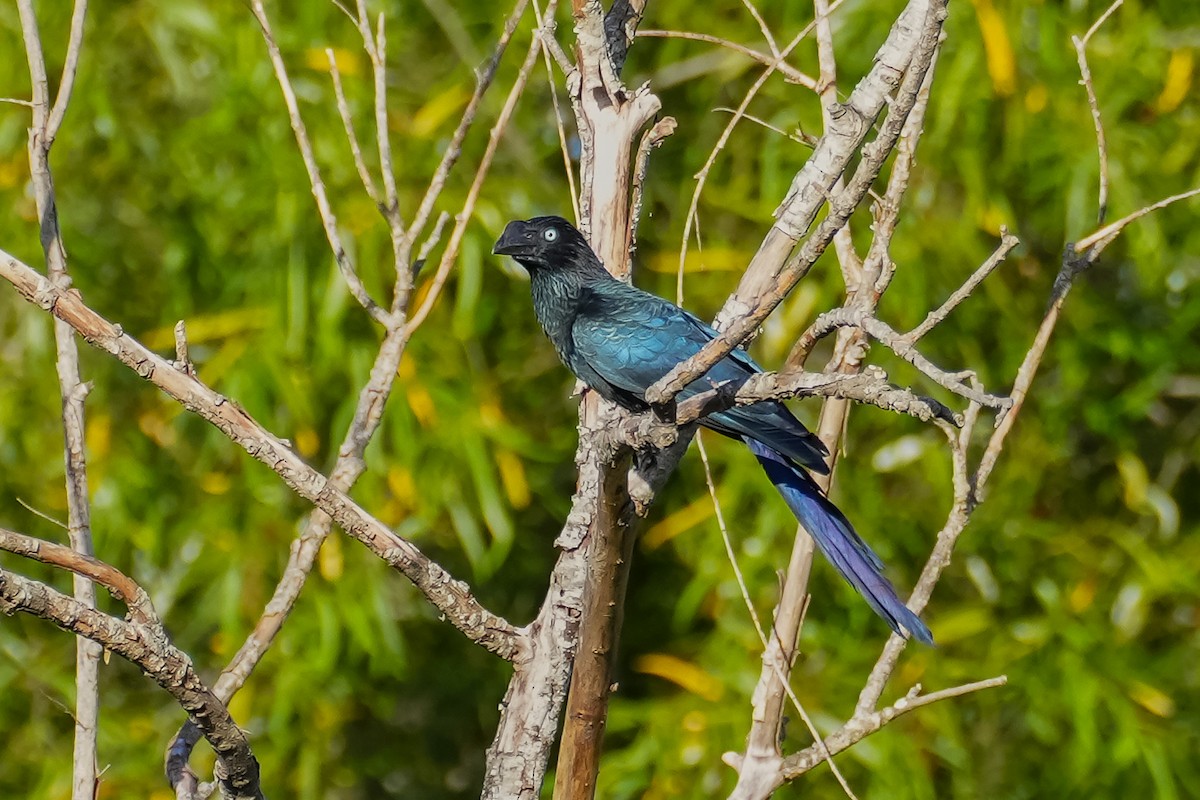 Greater Ani - ML645491705