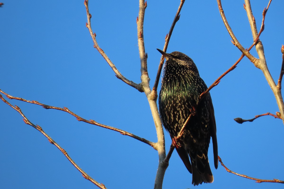 Шпак звичайний - ML645491715