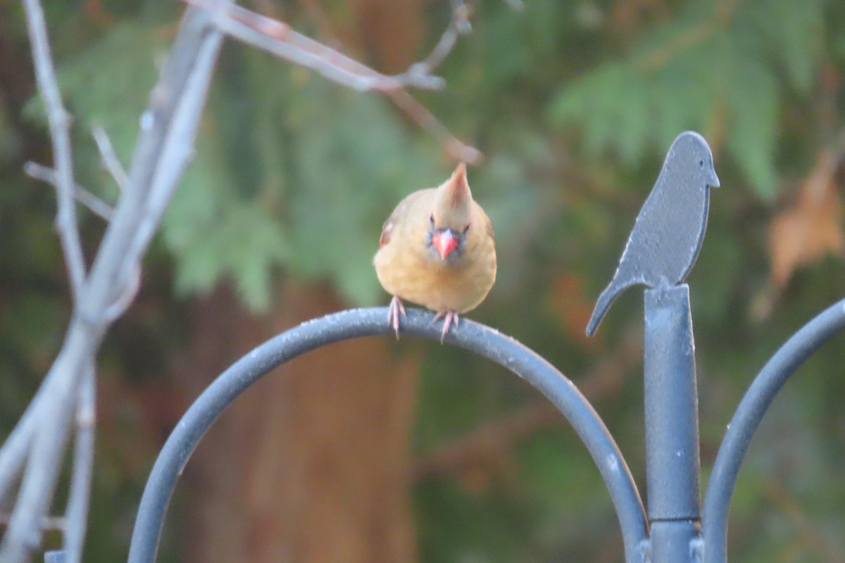 Rotkardinal - ML645491728