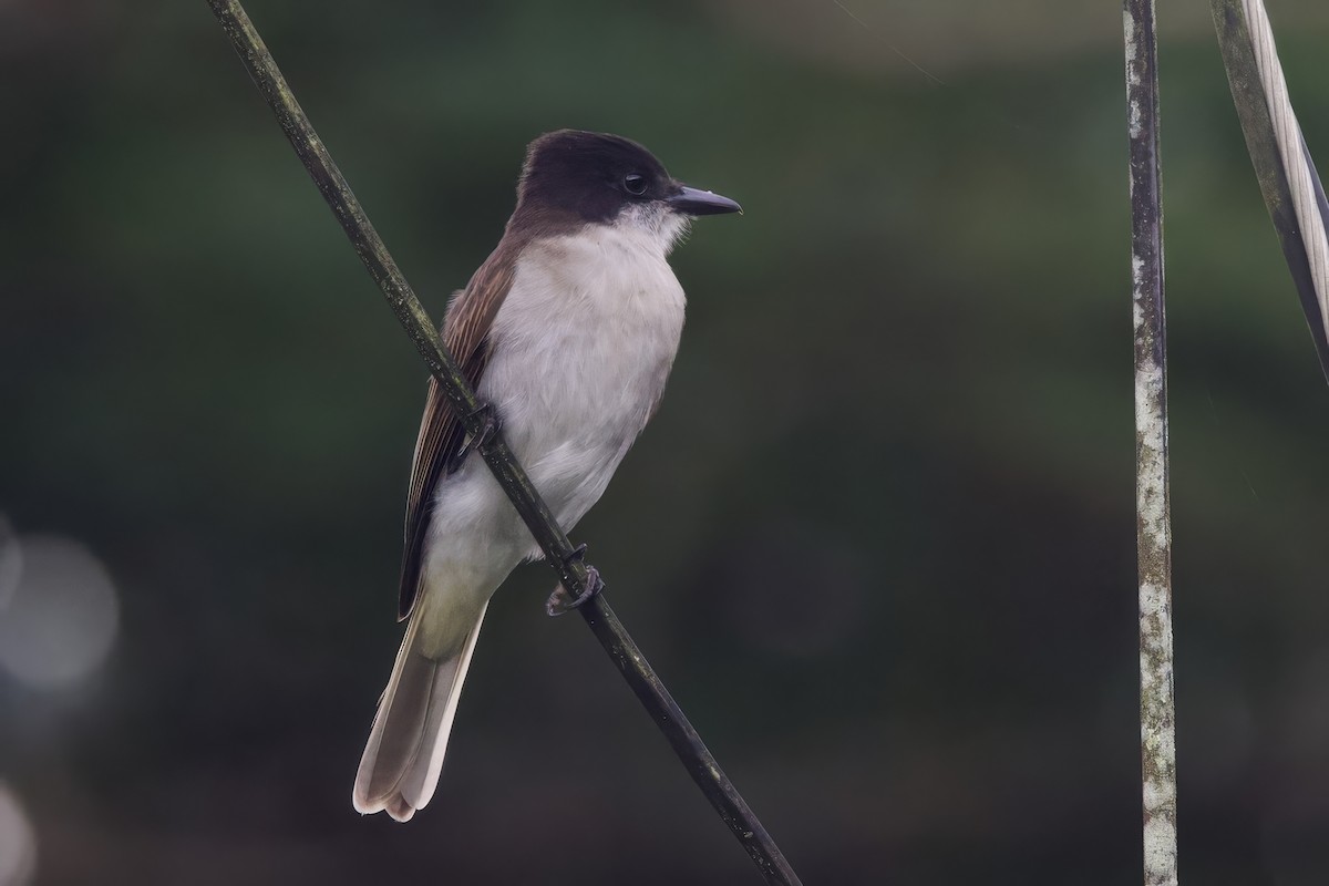 Antillenkönigstyrann (taylori) - ML645491729