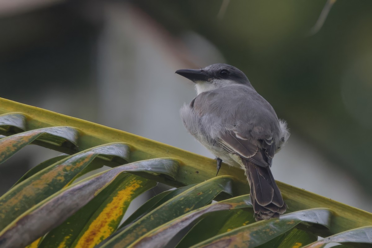 Graukönigstyrann - ML645491730