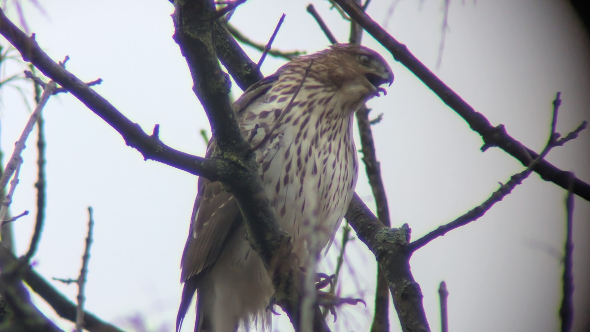 Rundschwanzhabicht - ML645491731