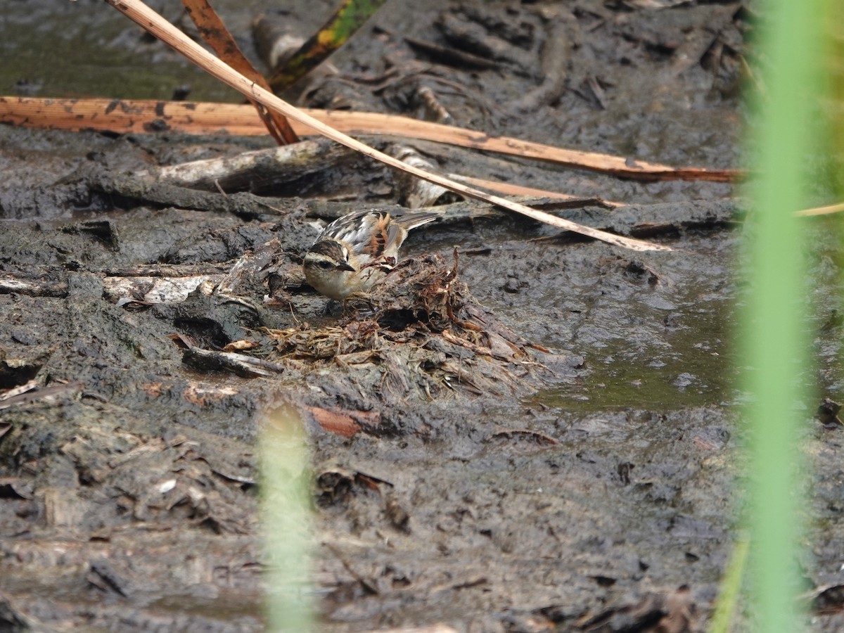 Binsenschlüpfer - ML645491732