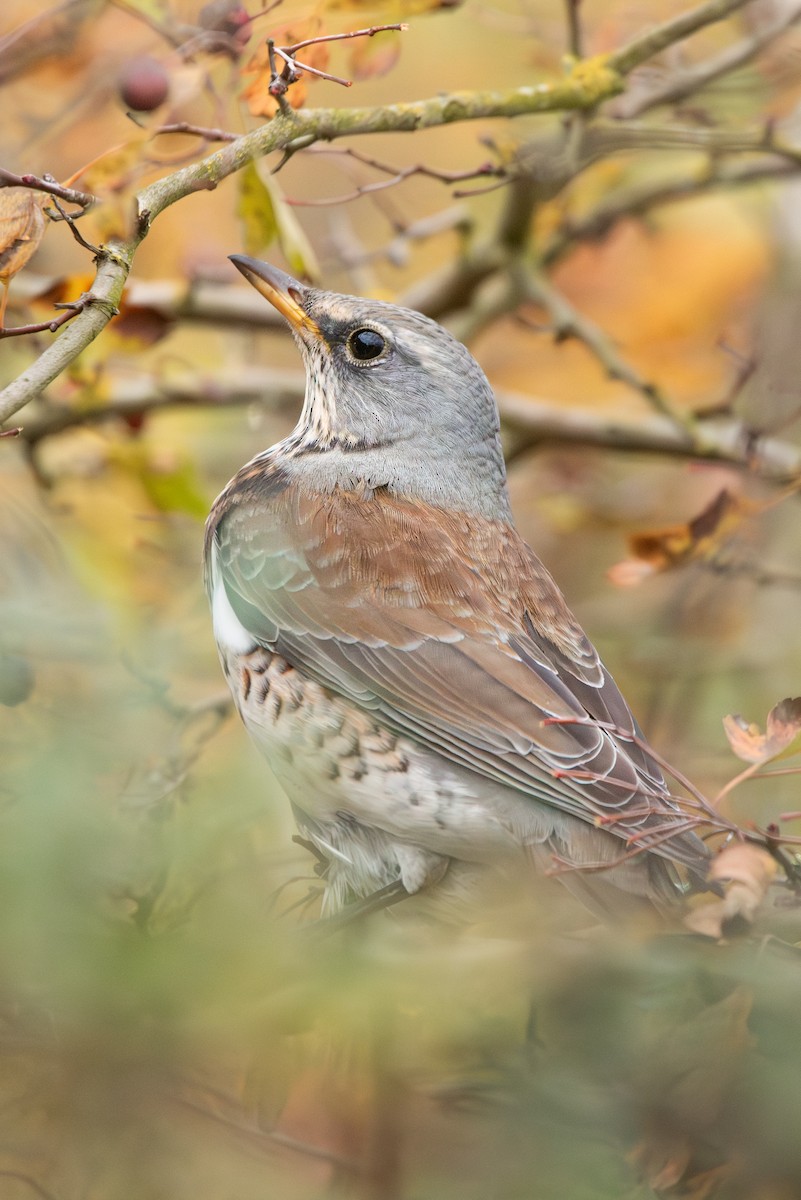 Wacholderdrossel - ML645491733