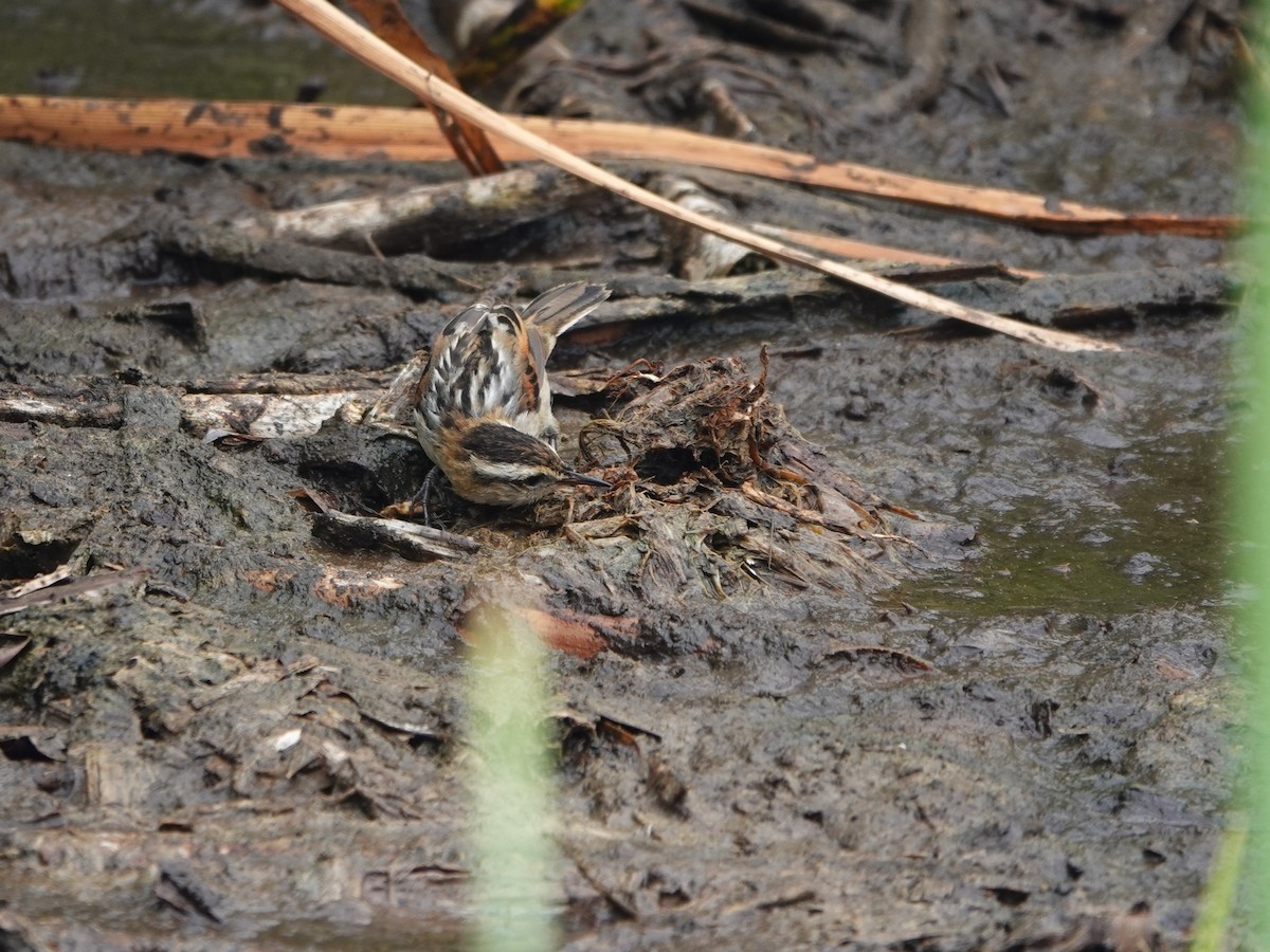 Binsenschlüpfer - ML645491734