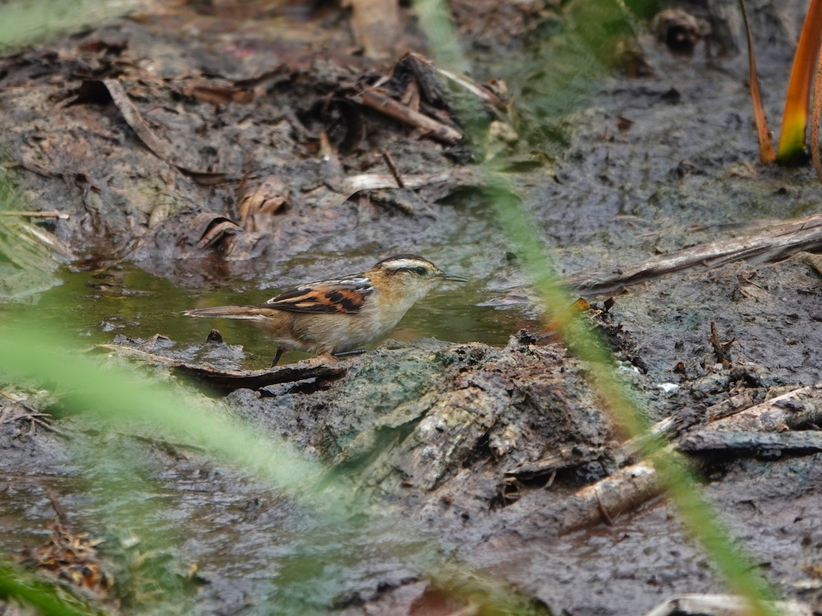 Binsenschlüpfer - ML645491735