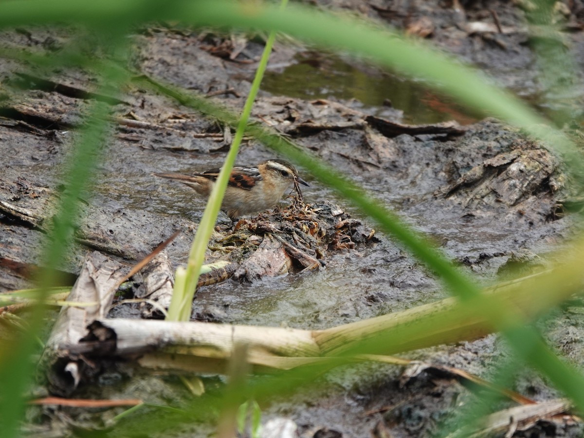 Binsenschlüpfer - ML645491736