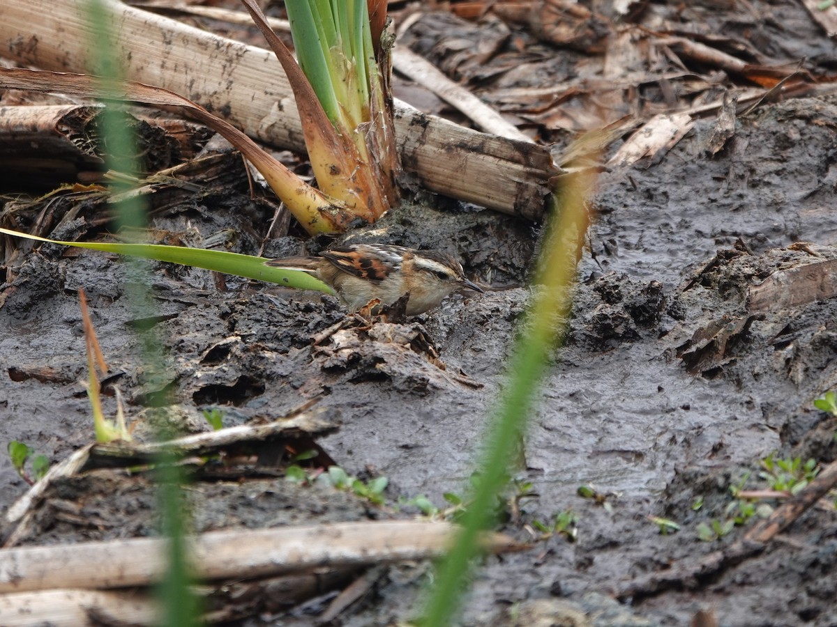 Binsenschlüpfer - ML645491737