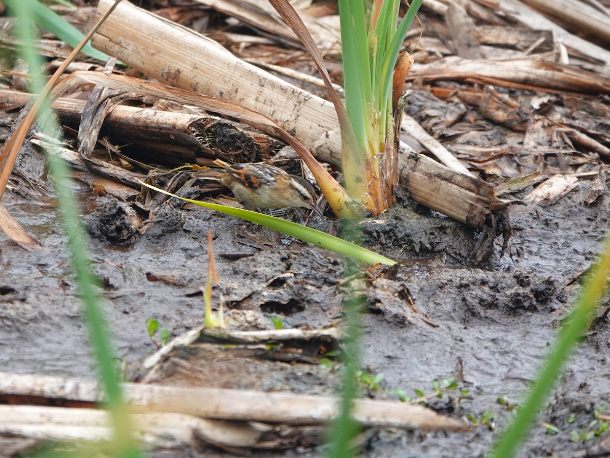 Binsenschlüpfer - ML645491738