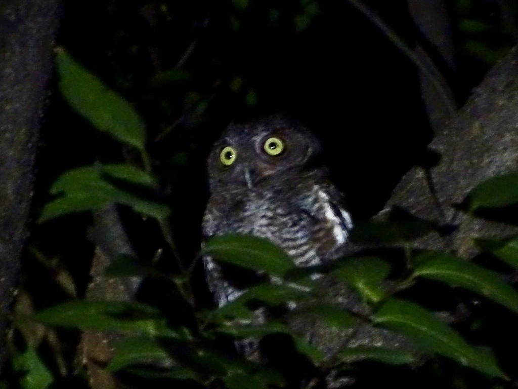 Ostkreischeule - ML645491739