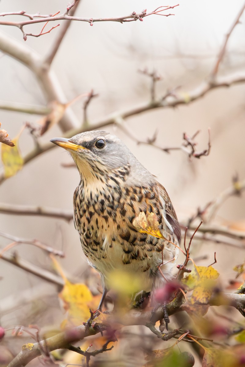 Wacholderdrossel - ML645491740