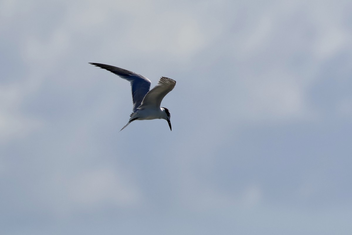 Forsterseeschwalbe - ML645491745