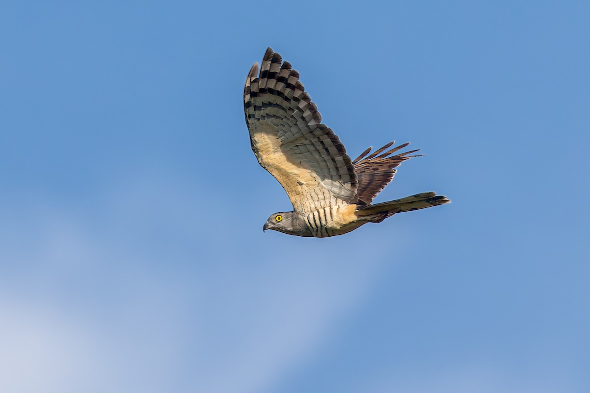 Papuaweih - ML645491746